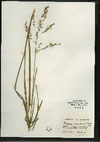 Glyceria canadensis image