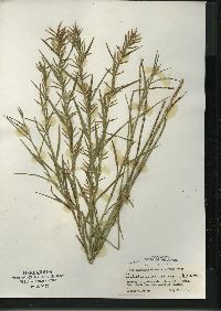 Dulichium arundinaceum var. arundinaceum image