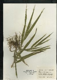 Panicum capillare subsp. capillare image