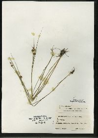 Juncus nodosus image