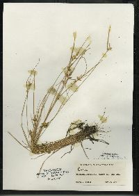 Carex viridula image