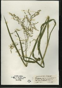 Glyceria canadensis image