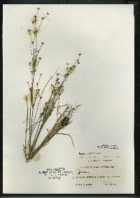 Juncus alpinoarticulatus image