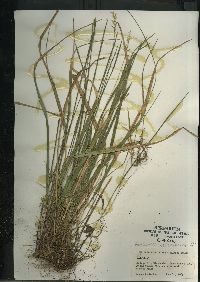 Oryzopsis asperifolia image