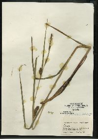 Carex lacustris image