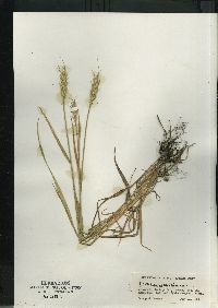 Triticum aestivum image