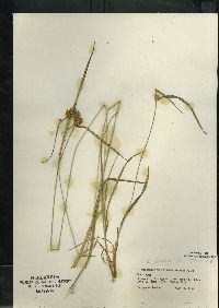 Carex flava image