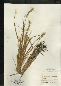 Carex stipata var. stipata image