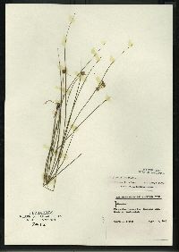 Juncus nodosus image