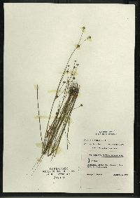 Juncus alpinoarticulatus image