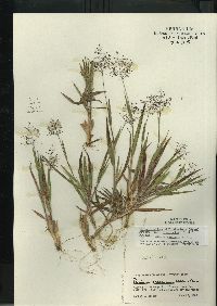 Dichanthelium villosissimum var. praecocius image