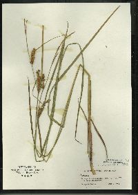 Carex vesicaria image