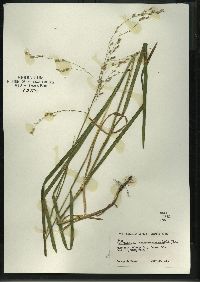 Glyceria canadensis image