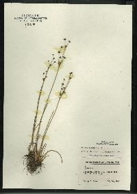 Juncus alpinoarticulatus image