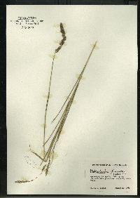 Muhlenbergia glomerata image