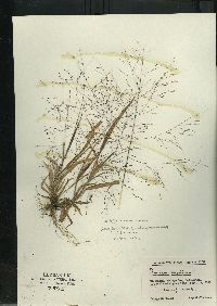 Panicum capillare subsp. capillare image
