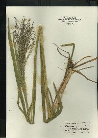 Glyceria grandis image