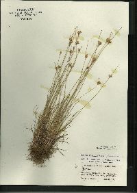 Juncus interior image