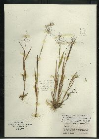 Dichanthelium acuminatum subsp. columbianum image