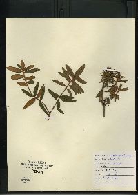 Rhododendron groenlandicum image