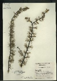 Larix laricina image