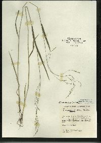 Festuca subverticillata image