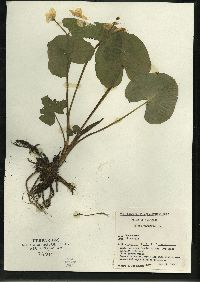 Caltha palustris image