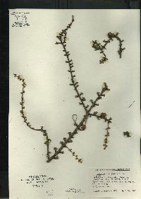 Larix laricina image