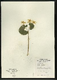 Caltha palustris image