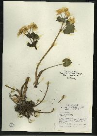 Caltha palustris image