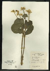 Caltha palustris image