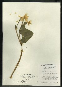 Caltha palustris image