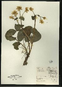 Caltha palustris image