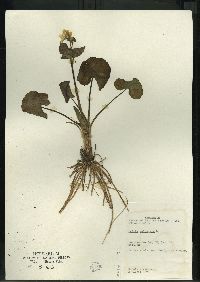 Caltha palustris image