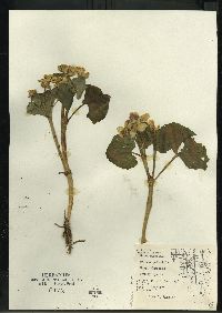 Caltha palustris image