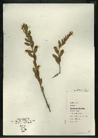 Chamaedaphne calyculata image