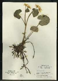 Caltha palustris image