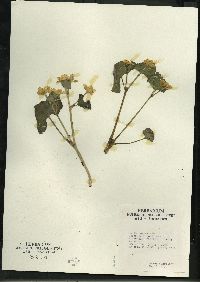 Caltha palustris image