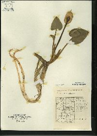 Calla palustris image