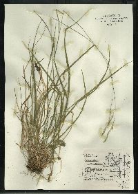 Schizachne purpurascens image