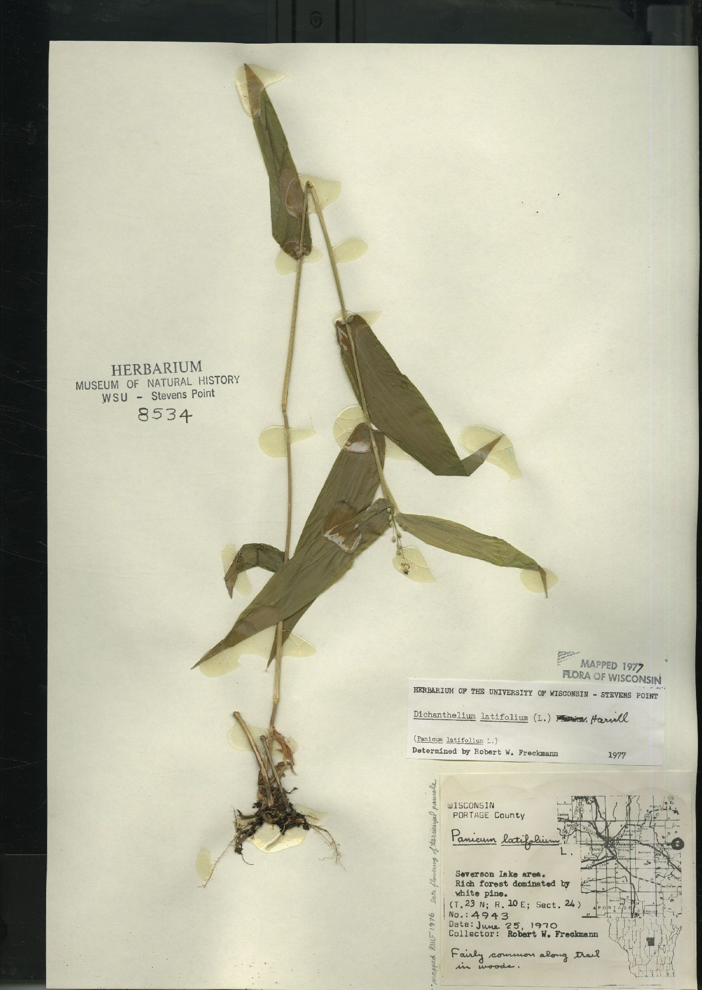 Dichanthelium latifolium image