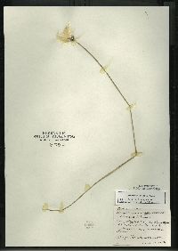 Eriophorum vaginatum image