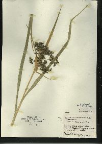 Scirpus microcarpus image