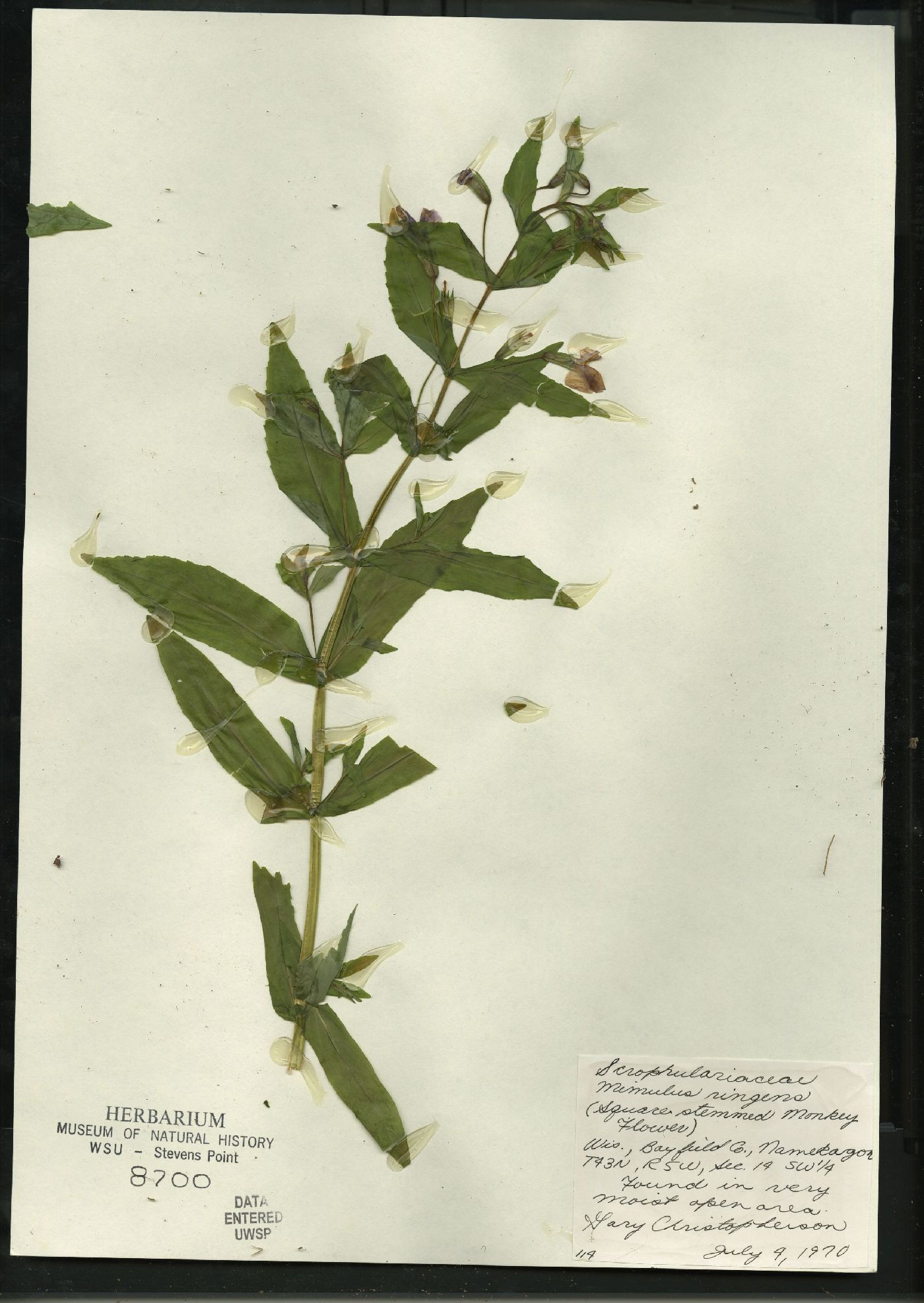 Mimulus ringens var. ringens image