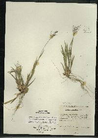 Dichanthelium acuminatum subsp. columbianum image