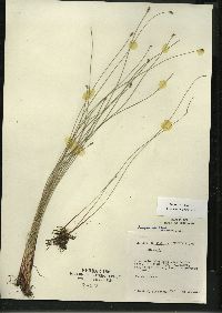 Eleocharis erythropoda image