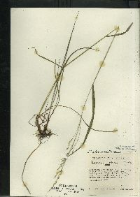 Festuca subverticillata image