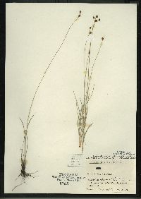 Fimbristylis puberula image