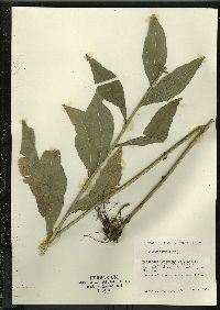 Solidago patula image