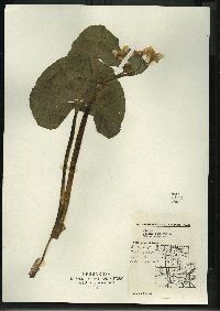 Caltha palustris image